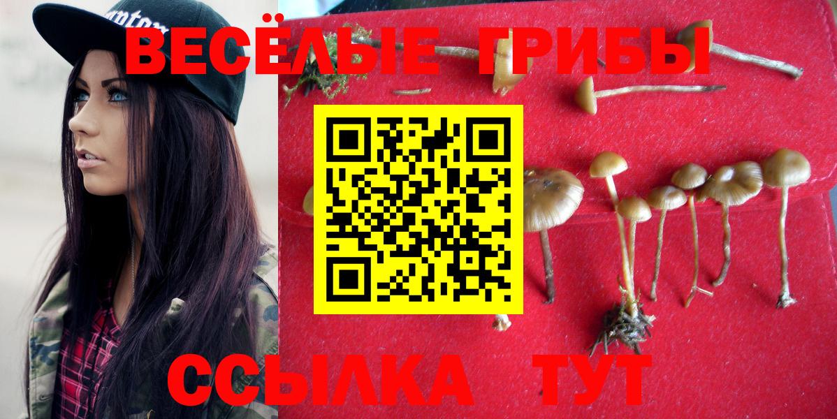 Псилоцибиновые грибы Psilocybe  Вход с VPN  Переславль-Залесский 